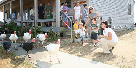 Katama Farm Martha's Vineyard - Edgartown