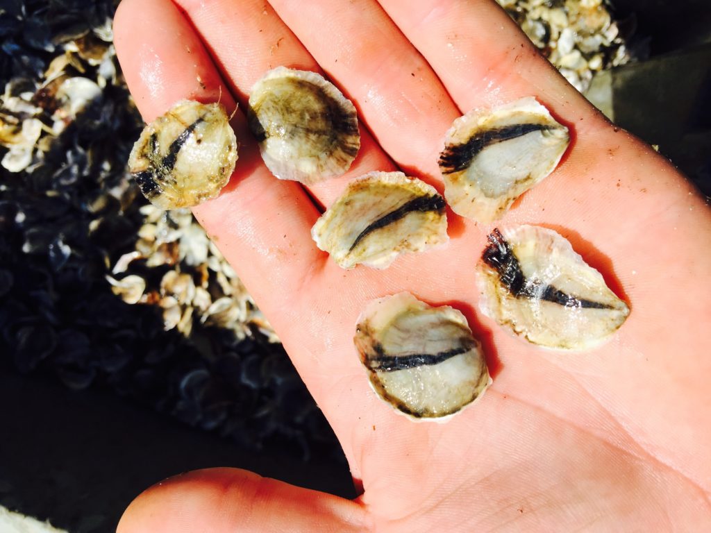 A hand holding 6 baby oysters