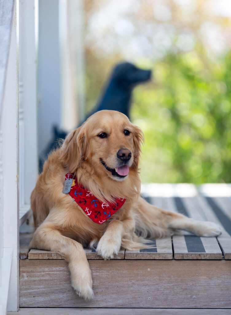 Edgartown dog friendly hotels | Winnetu dogs