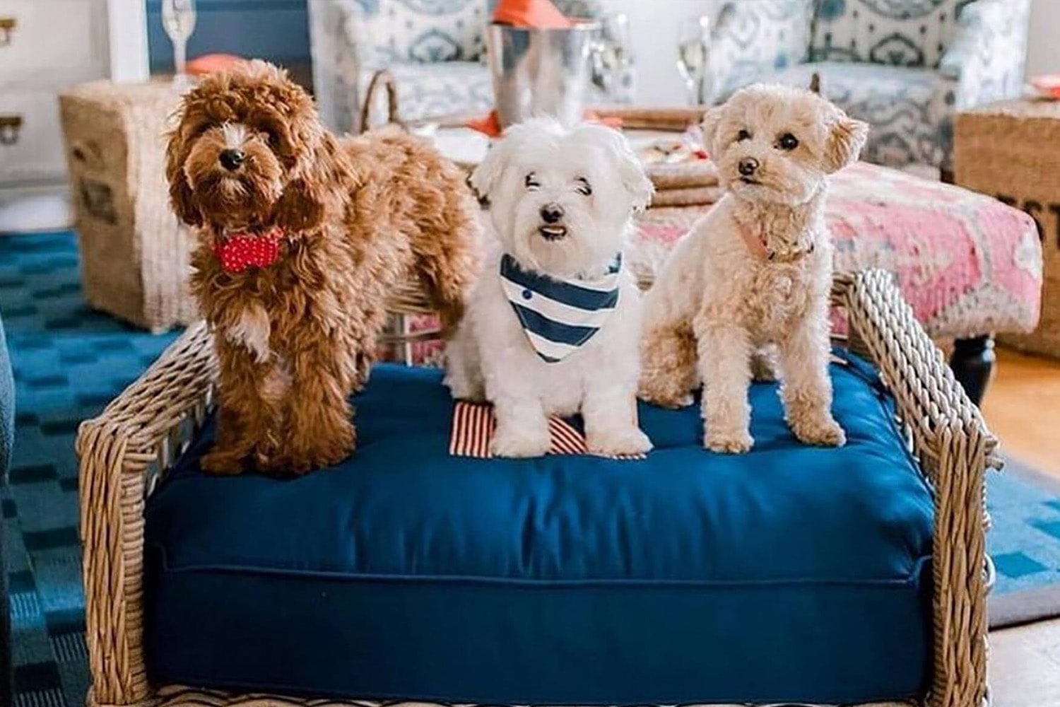 Dog friendly hotels on Martha's Vineyard